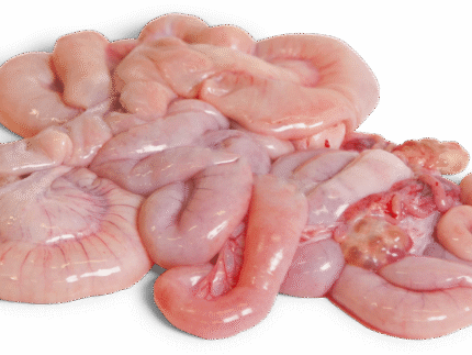 Frozen Pork Small Intestines