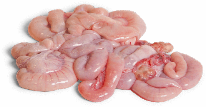 Frozen Pork Small Intestines