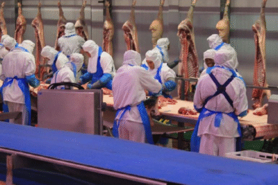 Pork Leg Export