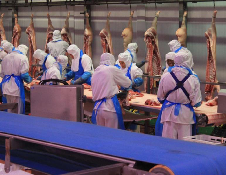 Pork Leg Export
